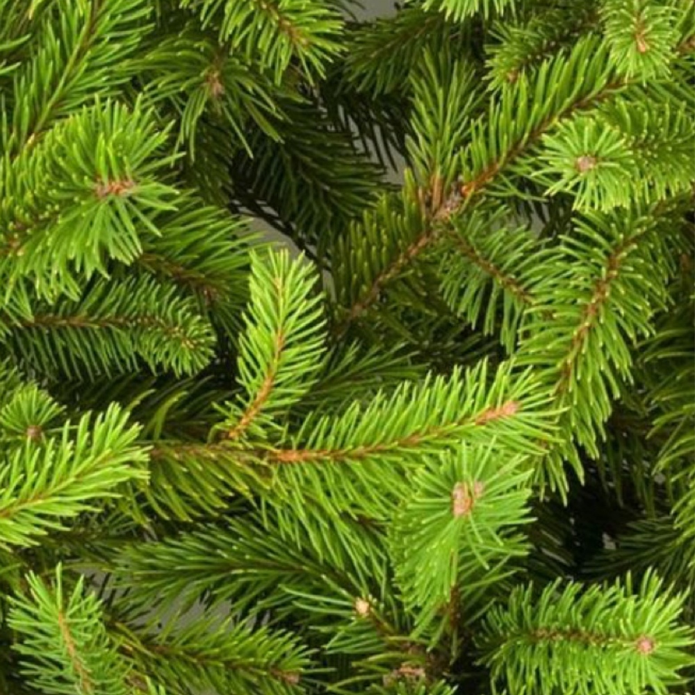 Meet your Posher, Angilla